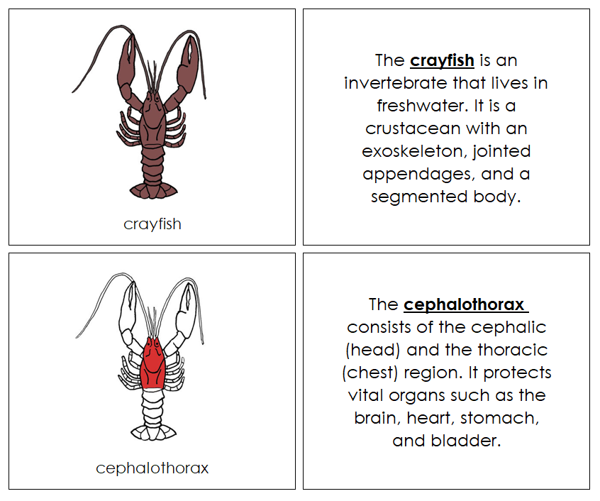Crayfish Nomenclature Book (red) - Montessoeri Print Shop
