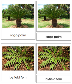 8 types of Cycadophyta (cycads) - Montessori Print Shop