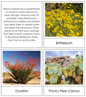 Desert Plants - Biomes of the World - Montessori Print Shop