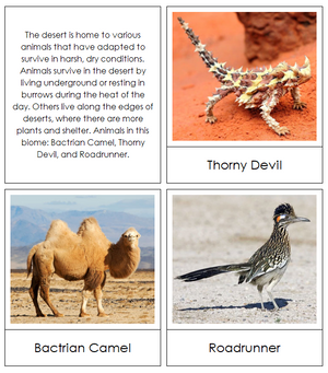 Desert Animals - Biomes of the World - Montessori Print Shop