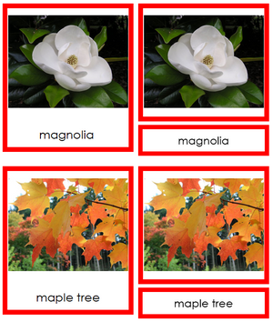 8 types of Dicotyledon (dicots) - Montessori Print Shop