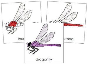 Dragonfly Nomenclature Cards (red) - Montessori Print Shop