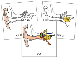 Human Ear Nomenclature Cards - Montessori Print Shop