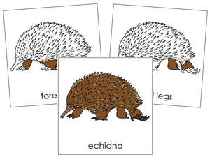 Echidna Nomenclature Cards - Montessori Print Shop
