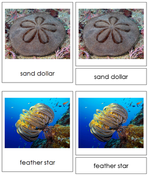 8 types of Echinodermata (Animal Kingdom) - Montessori Print Shop