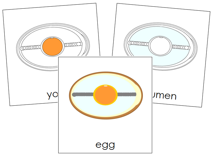 Egg Nomenclature Cards - Montessori Print Shop