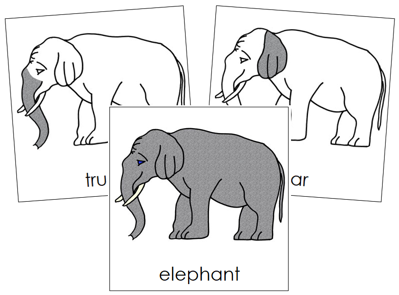 Elephant Nomenclature Cards - Montessori Print Shop