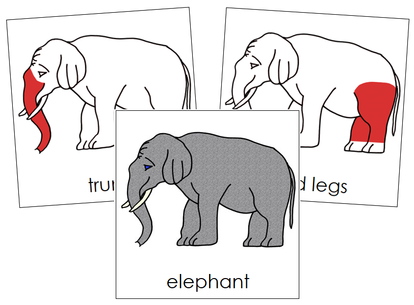 Elephant Nomenclature Cards (red) - Montessori Print Shop