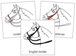 English Bridle Nomenclature Cards (red) - Montessori Print Shop