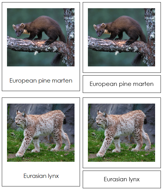 European Animals - montessori geography cards