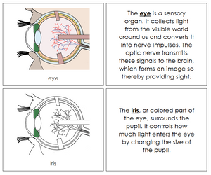 Eye Nomenclature Book - Montessori Print Shop