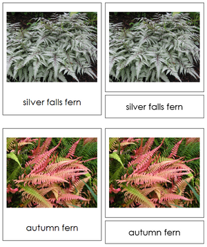 Filicinophyta Cards - Montessori Print Shop