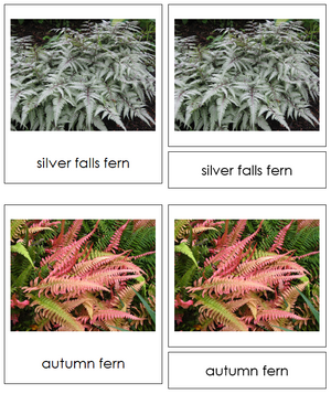8 types of Filicinophyta (ferns) - Montessori Print Shop
