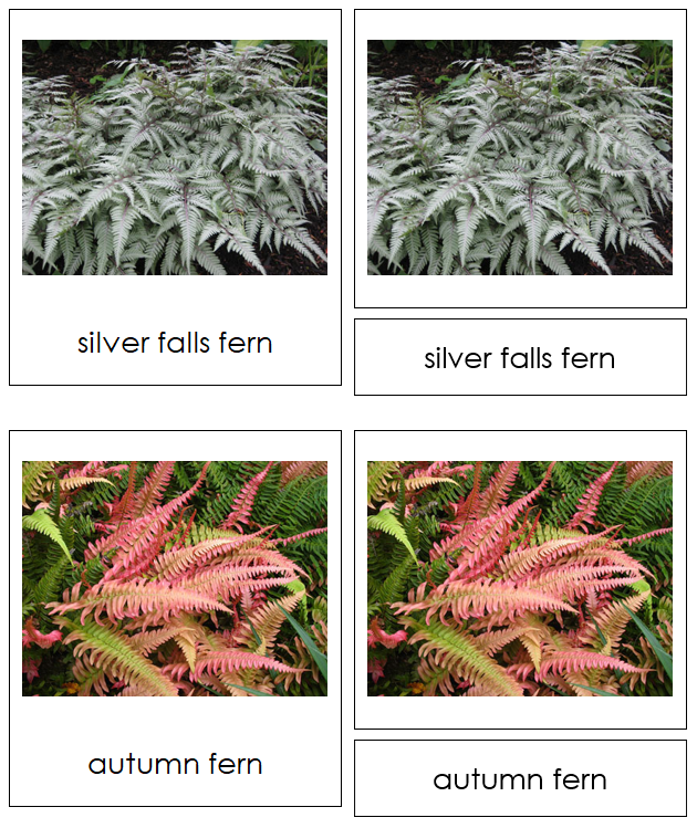 Division Filicinophyta Cards - Montessori Plant Kingdom