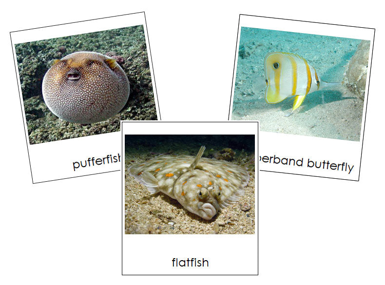 Types of Fish 3-Part Cards - Montessori Print Shop