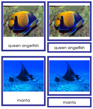 Fish - Animal Kingdom Cards