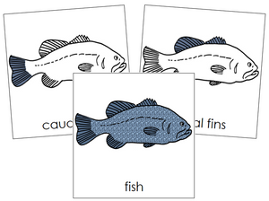 Fish Nomenclature Cards - Montessori Print Shop