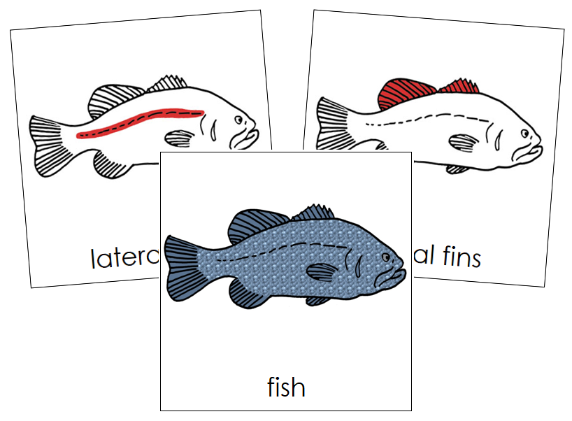 Fish Nomenclature Cards (red) - Montessori Print Shop