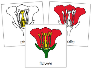 Flower Nomenclature Cards - Montessori Print Shop