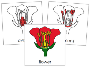 Flower Nomenclature Cards (red) - Montessori Print Shop