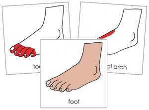 Foot Nomenclature Cards (red) - Montessori Print Shop
