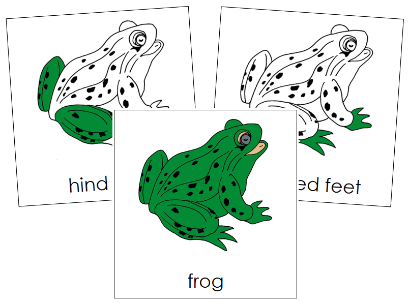 Frog Nomenclature Cards - Montessori Print Shop