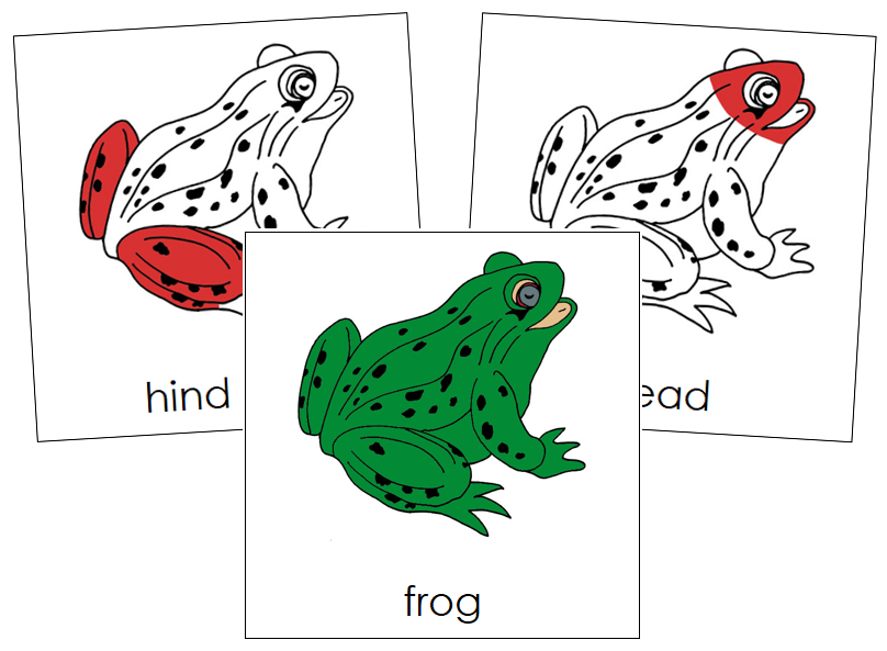Frog Nomenclature Cards (red) - Montessori Print Shop