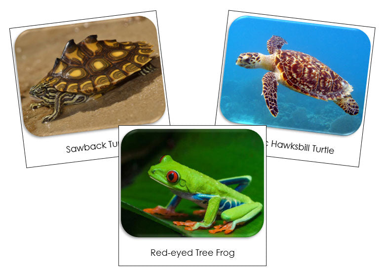 Frogs & Turtles Safari Toob Cards - Montessori Print Shop