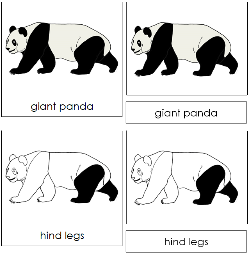 Giant Panda Nomenclature Cards - Montessori Print Shop