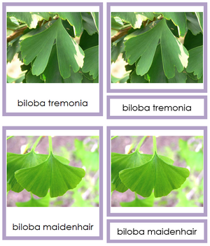 8 types of Ginkgophyta (ginkgo) - Montessori Print Shop