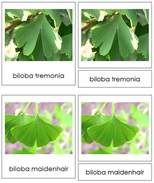 Ginkgophyta Cards - Montessori Print Shop