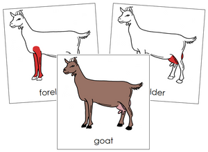 Goat Nomenclature Cards (red) - Montessori Print Shop