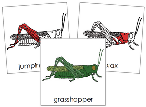 Grasshopper Nomenclature Cards (red) - Montessori Print Shop