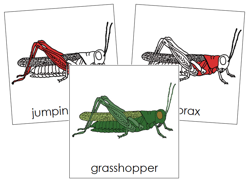 Grasshopper Nomenclature Cards (red) - Montessori Print Shop
