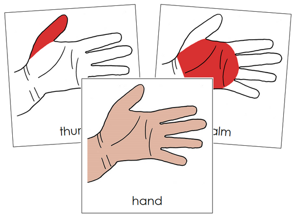 Parts of a Human Hand Nomenclature Cards (red) - Montessori Print Shop ...