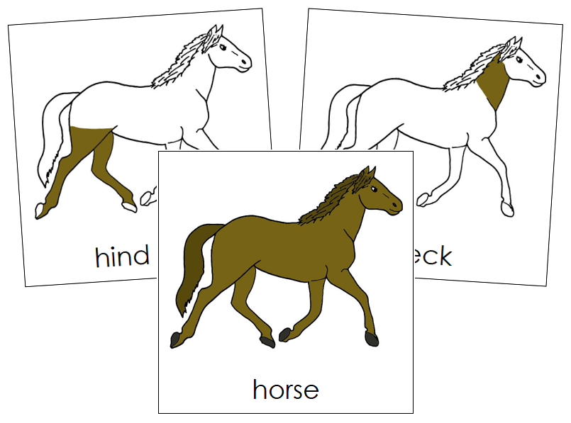 Horse Nomenclature Cards - Montessori Print Shop