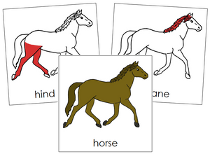 Horse Nomenclature Cards (red) - Montessori Print Shop