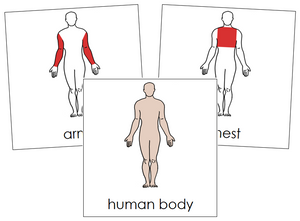 Human Body Nomenclature Cards (red) - Montessori Print Shop