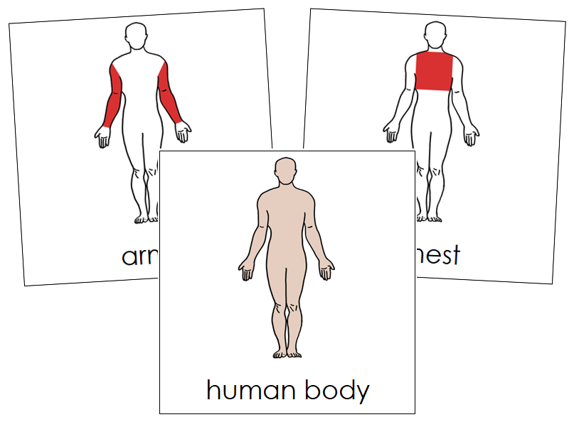 Human Body Nomenclature Cards (red) - Montessori Print Shop