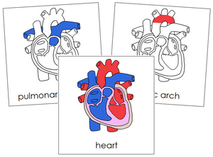 Human Heart Nomenclature Cards - Montessori Print Shop