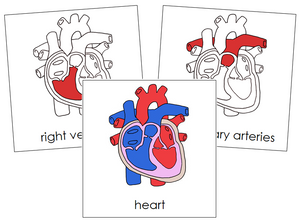 Heart Nomenclature - Cards (red)