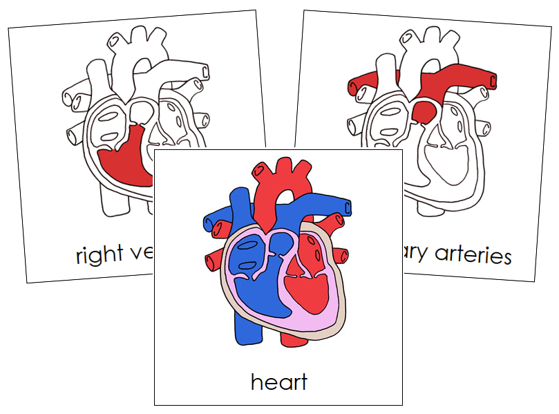 Human Heart Nomenclature 3-Part Cards (red) - Montessori Print Shop