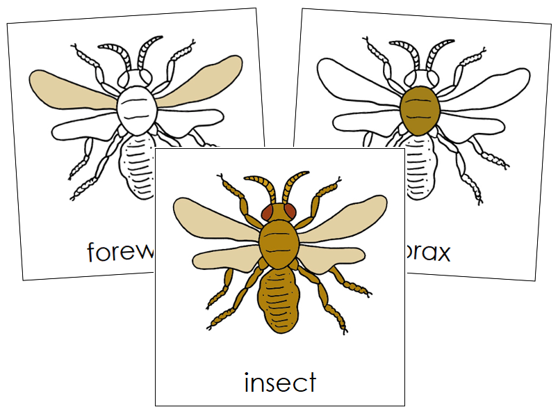 Insect Nomenclature Cards - Montessori Print Shop