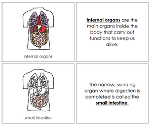 Human Body Internal Organs Nomenclature Book - Montessori Print Shop