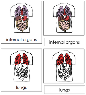 Internal Organs Nomenclature 3-Part Cards (red) - Montessori Print Shop