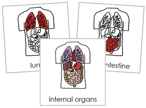 Internal Organs Nomenclature Cards (red) - Montessori Print Shop