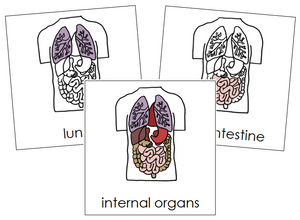 Internal Organs Nomenclature Cards - Montessori Print Shop