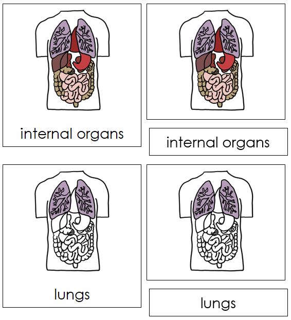 Internal Organs Nomenclature 3-Part Cards - Montessori Print Shop