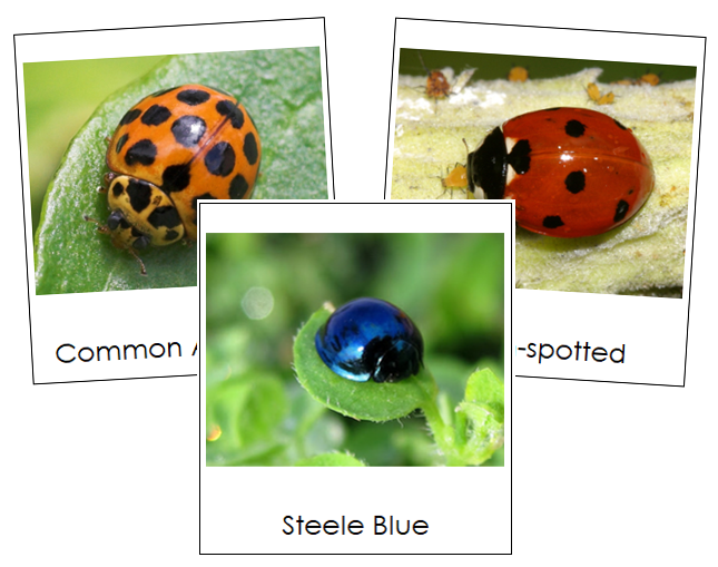 Lady Beetles 3-Part Cards - Montessori Print Shop