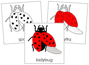 Ladybug Nomenclature Cards - Montessori Print Shop